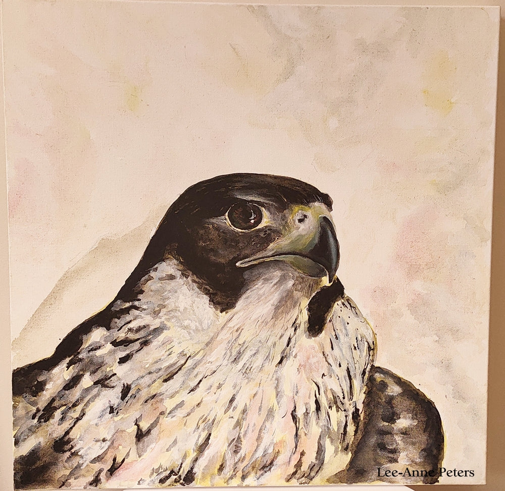 Peregrine Falcon